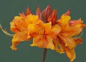 Rhododendron austrinum hybrid 