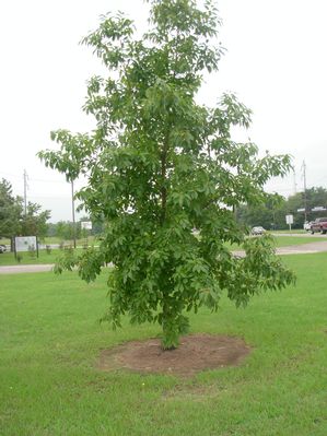 Quercus muehlenbergii chinquapin oak with glossy, coarsely toothed chestnut-like leaves