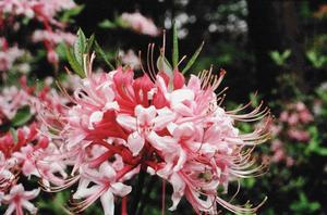 Rhododendron canescens 'Varnadoe's Pink' Piedmont azalea, abundant dark pink fragrant flowers in early spring.