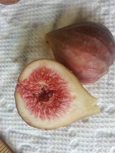 Ficus carica 'Celeste'