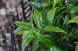 Sarcococca wallichii, Himalayan sweet box, glossy dark-green evergreen foliage on a shade shrub.