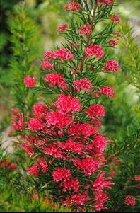 Grevillea 'Canberra Gem'