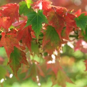 Acer micranthum, Komine snakebark maple, delicate five-lobed leaves with finely toothed margins