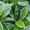 Aucuba japonica 'Rozannie', compact self-fruiting Japanese aucuba with glossy dark green leaves and red berries.