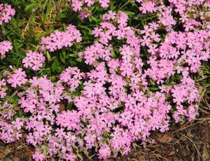 Silene caroliniana "Short and Sweet"