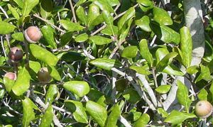 Quercus myrtifolia