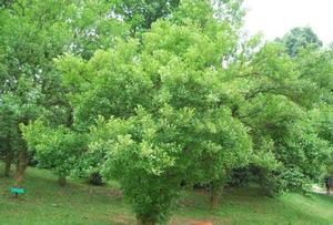 Xylosma congestum