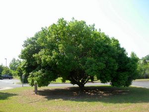 Quercus salicina Japanese willowleaf oak with narrow, silver-backed evergreen leaves and copper-bronze new growth