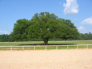 Quercus virginiana Southern live oak with massive spreading moss-draped evergreen limbs