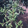 Quercus geminata, sand live oak, leathery dark evergreen leaves with margins rolled under on a dense evergreen oak.