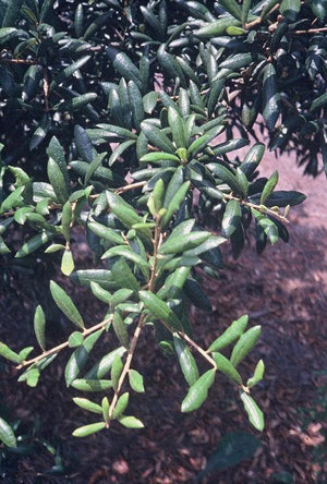 Quercus geminata, sand live oak, leathery dark evergreen leaves with margins rolled under on a dense evergreen oak.
