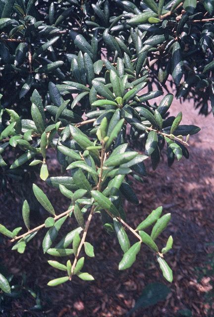 Quercus geminata
