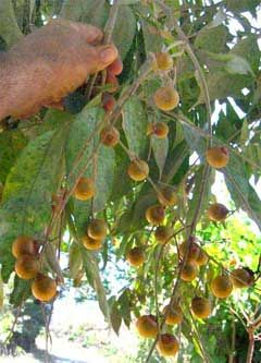 Sapindus marginatus
