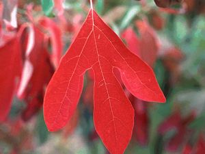 Sassafras albidum, native sassafras tree, aromatic mitten-shaped leaves turning yellow and orange in fall.