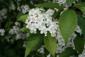 Alniaria alnifolia, Korean mountain ash, clusters of pink-to-scarlet berries among alder-like leaves