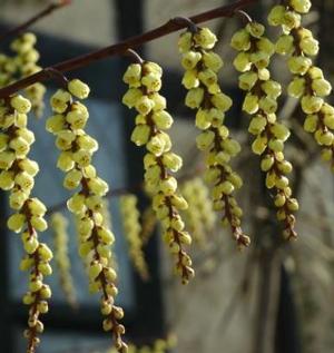 Stachyurus chinensis "Celina"