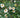 Stewartia pseudocamellia