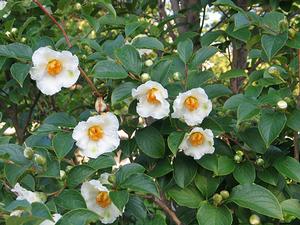 Stewartia pseudocamellia
