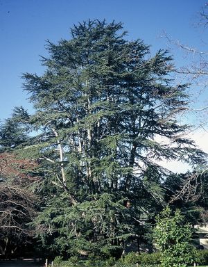 Cedrus deodara, deodar cedar, blue-green weeping true cedar