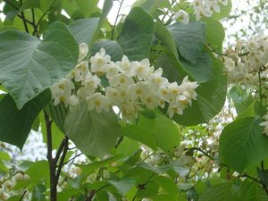 Styrax obassia