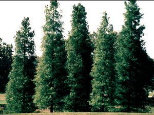 Taxodium ascendens