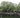 Taxodium distichum