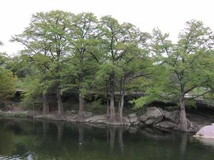 Taxodium distichum, bald cypress, feathery green foliage on a broad deciduous conifer.