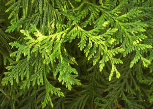 Thuja plicata 'Atrovirens', western red cedar, dense dark-green evergreen foliage sprays.