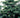Trochodendron araliodes