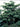 Trochodendron araliodes