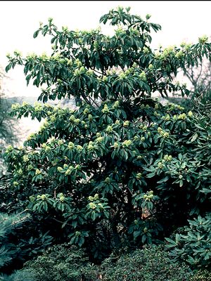 Trochodendron araliodes