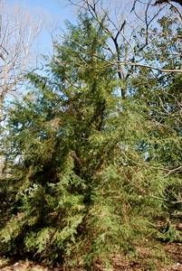 Tsuga yunnanensis