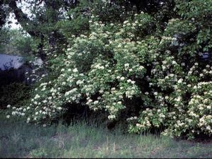 Viburnum rufidulum