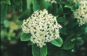 Viburnum sieboldii "Seneca"