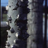 Zanthoxylum clava-herculis native butterfly host tree