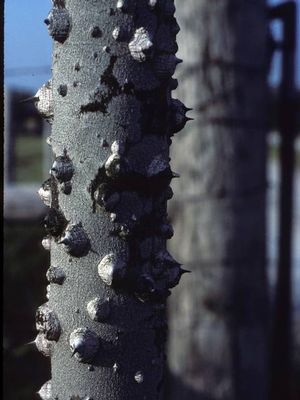 Zanthoxylum clava-herculis – Native Toothache Tree for Wildlife ...