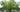 Zelkova serrata Japanese deciduous shade tree form