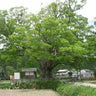 Zelkova serrata Japanese deciduous shade tree form