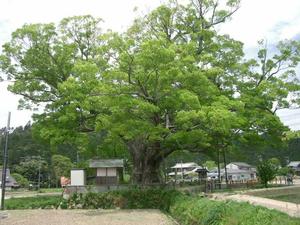 Zelkova serrata, Japanese zelkova, vase-shaped deciduous shade tree