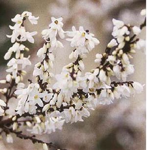 Abeliophyllum distichum (White Forsythia) fragrant white flowers on a bare early-spring branch