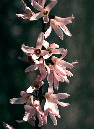 Abeliophyllum distichum roseum (Pink Forsythia) pale pink fragrant flowers on a bare early-spring branch