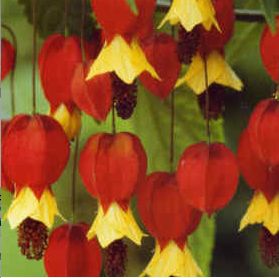 Abutilon megapotamicum