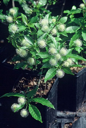 Adina pilulifera, Chinese buttonball, round white Sputnik-like flower head among glossy evergreen leaves