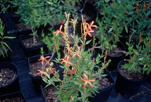 Anisacanthus wrightii, hummingbird bush, slender orange-red tubular flowers on an airy shrub