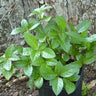 Ardisia japonica, marlberry, glossy dark green whorled leaves on a low spreading evergreen groundcover