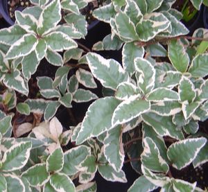 Ardisia japonica 'Hakuokan', variegated Japanese marlberry with cream-edged evergreen leaves.