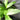 Narrow-leaved aucuba received as Aucuba himalayica, long serrated glossy dark green evergreen leaves.