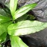 Narrow-leaved aucuba received as Aucuba himalayica, long serrated glossy dark green evergreen leaves.