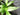 Narrow-leaved aucuba received as Aucuba himalayica, long serrated glossy dark green evergreen leaves.