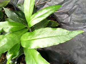 Aucuba sp. (himalayica?)